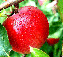 توصیه های کاشت و روش های مبارزه با آفات و بیماری های سیب