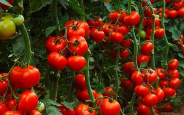 تغذیه گیاه گوجه