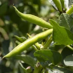 تغذیه حبوبات (لوبیا)