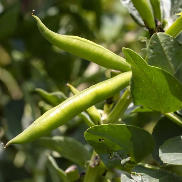 تغذیه حبوبات (لوبیا)