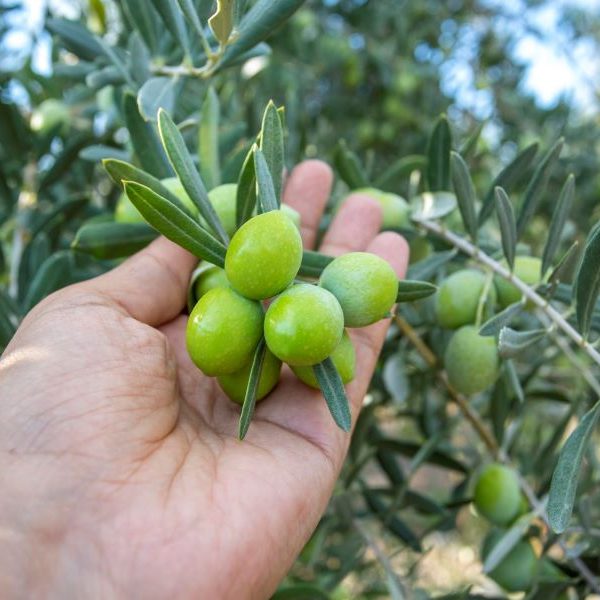 زیتون