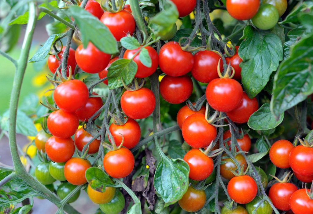 گیاه گوجه فرنگی