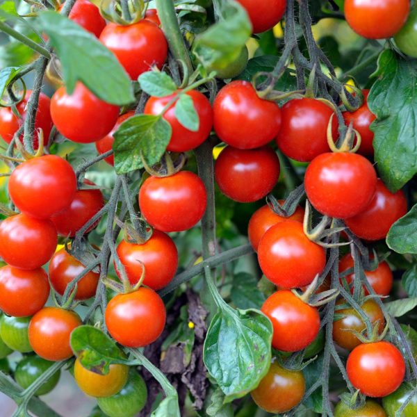 گیاه گوجه فرنگی
