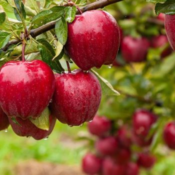 برنامه تغذیه درخت سیب