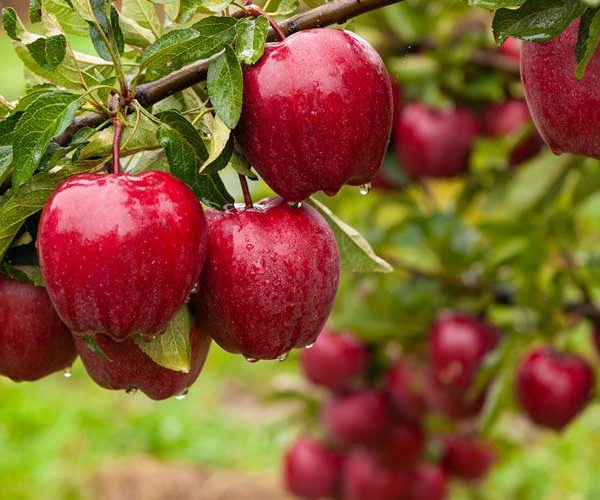 برنامه تغذیه درخت سیب