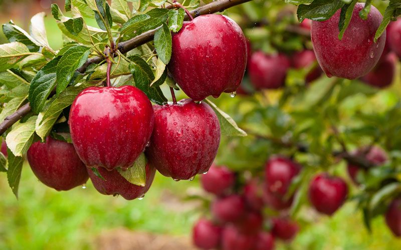 برنامه تغذیه درخت سیب